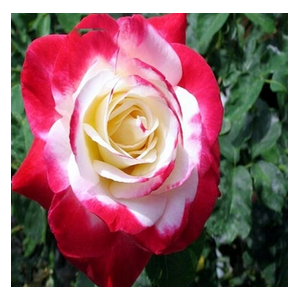 RÓŻA wielkokwiatowa biało czerwona - sadzonki 20 / 30 cm